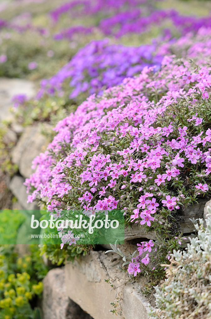 531077 - Phlox mousse (Phlox subulata)