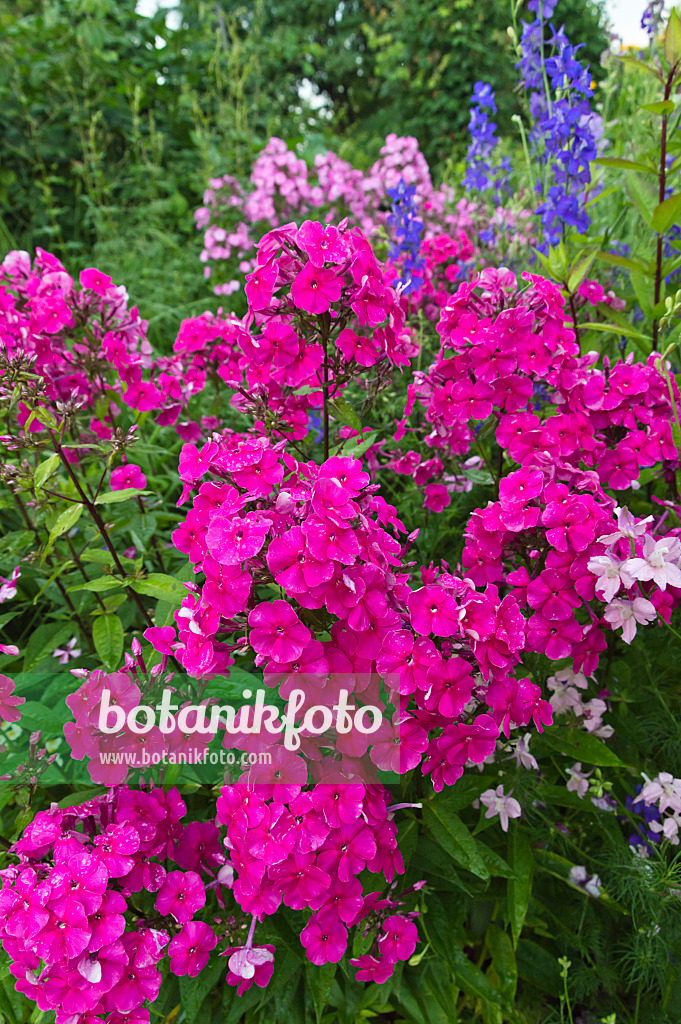 510051 - Phlox paniculé (Phlox paniculata)