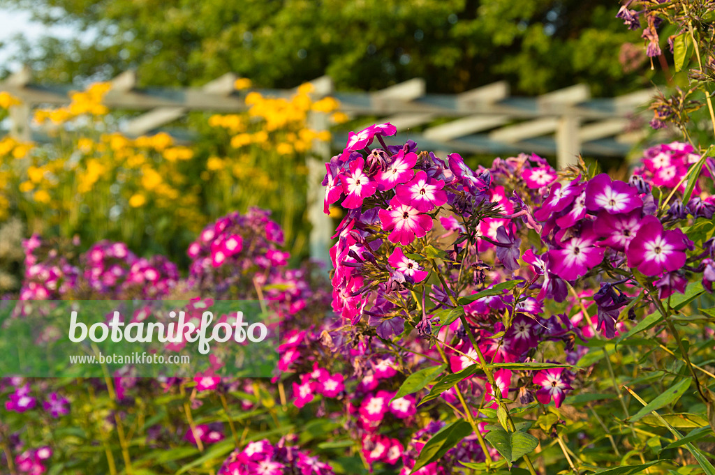 510141 - Phlox paniculé (Phlox paniculata)