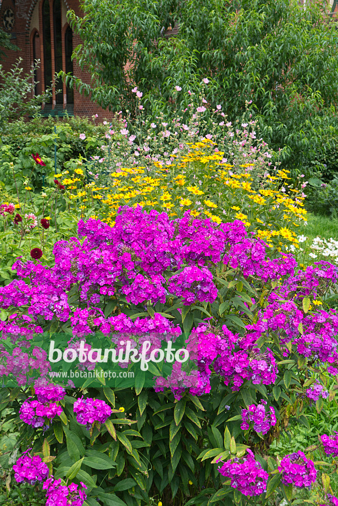 558340 - Phlox paniculé (Phlox paniculata), héliopsides (Heliopsis) et dahlias (Dahlia)