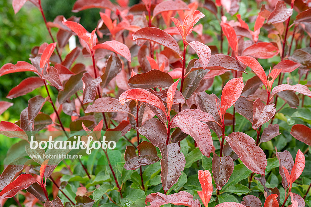 616275 - Photinia x fraseri 'Camilvy'