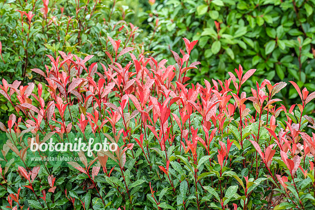 616280 - Photinia x fraseri 'Carré Rouge'