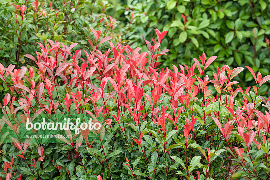 625296 - Photinia x fraseri 'Carré Rouge'