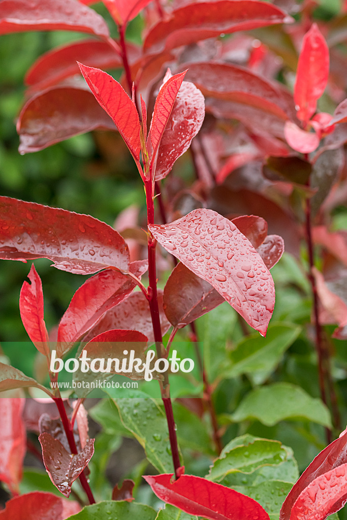 625297 - Photinia x fraseri 'Red Select'