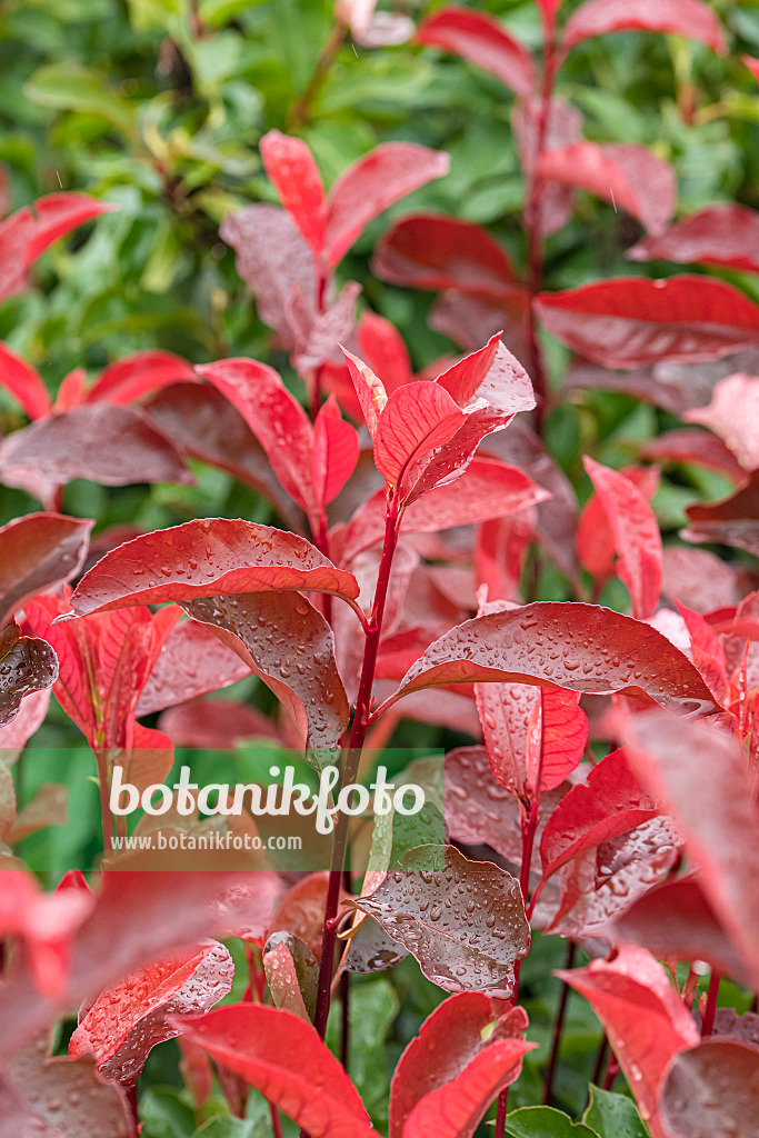 625298 - Photinia x fraseri 'Red Select'