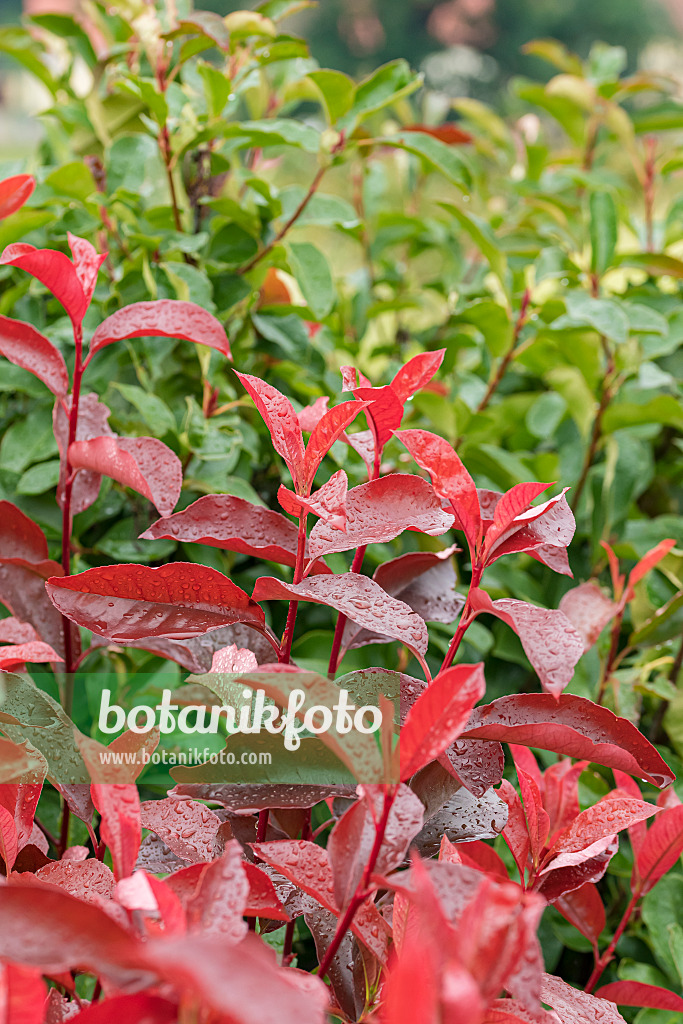 625299 - Photinia x fraseri 'Red Select'