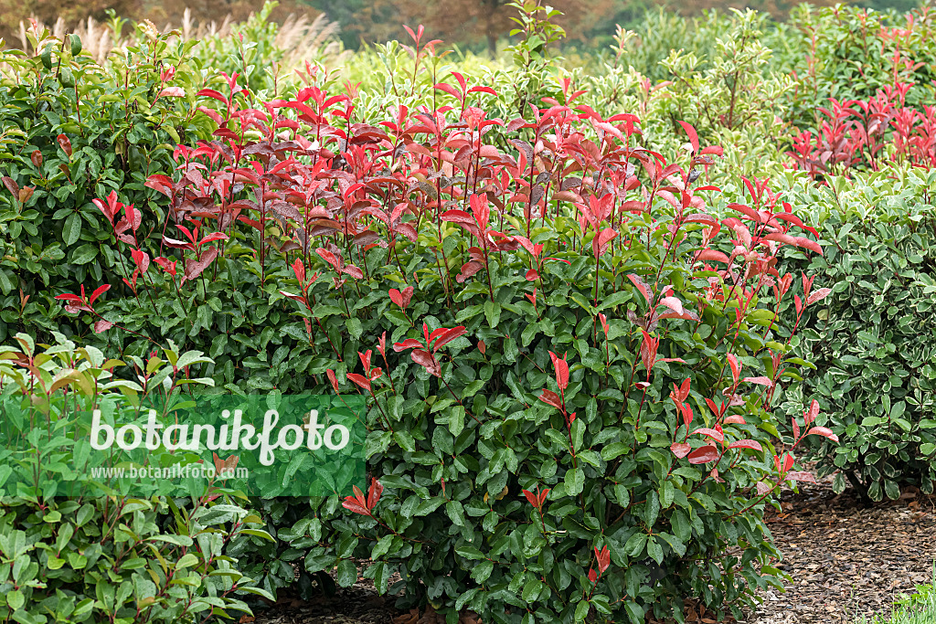 625303 - Photinia x fraseri 'Red Select'