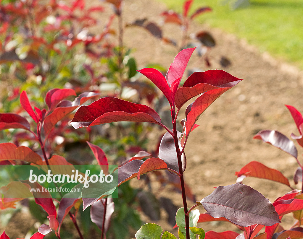 625305 - Photinia x fraseri 'Red Select'