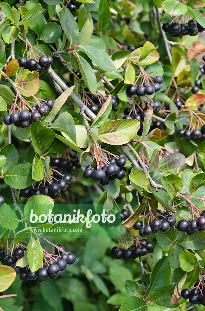 498185 - Photinia x prunifolia syn. Aronia x prunifolia