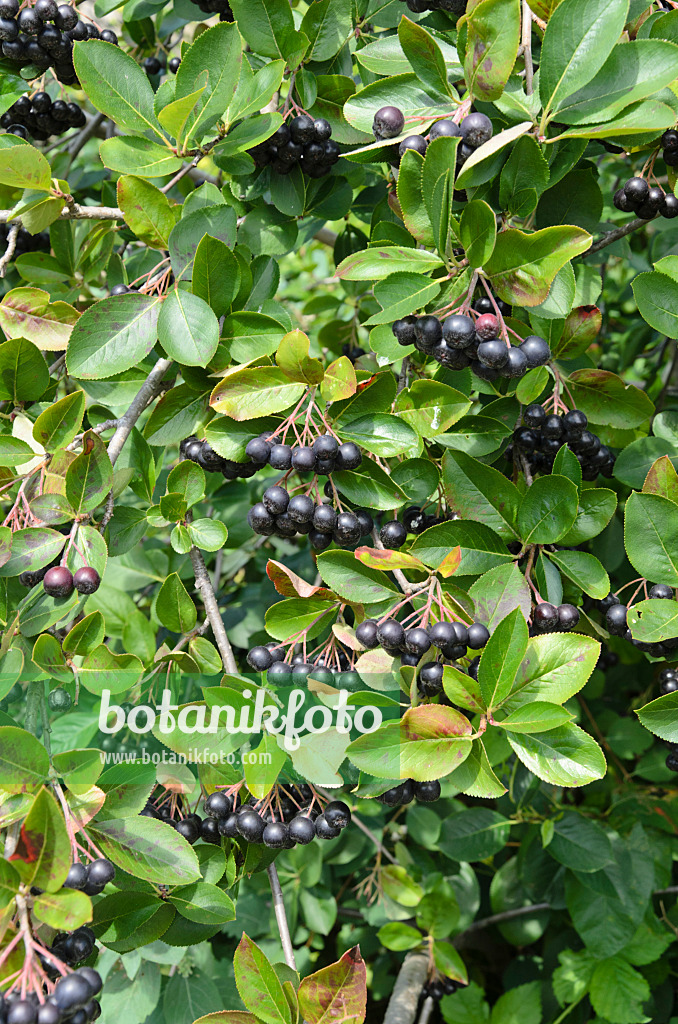 498186 - Photinia x prunifolia syn. Aronia x prunifolia