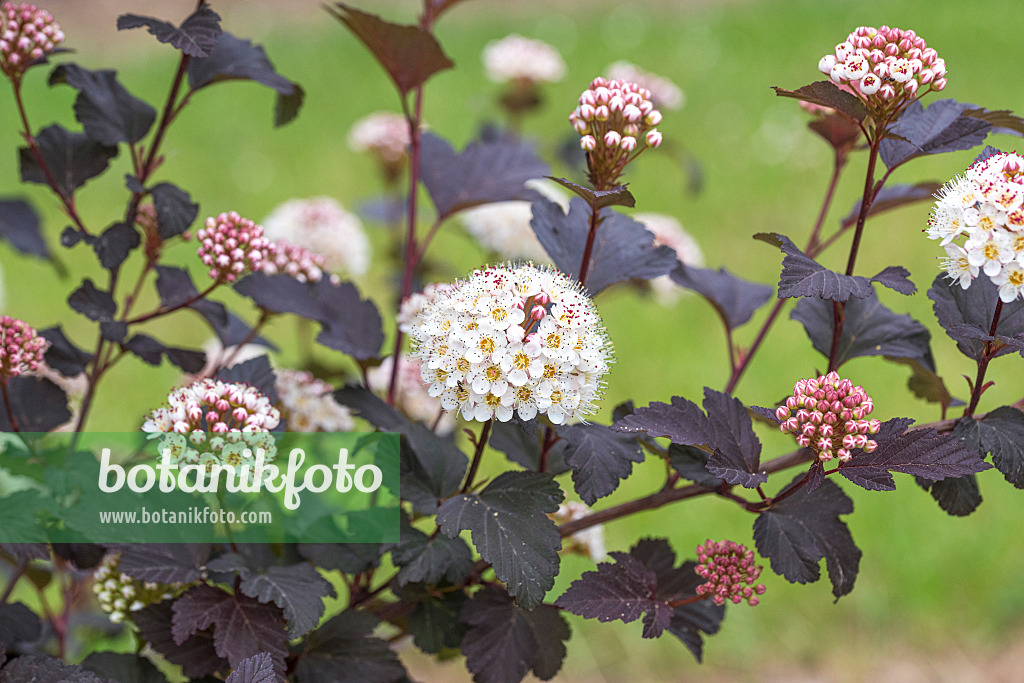 625308 - Physocarpe à feuilles d'Obier (Physocarpus opulifolius 'Diabolo')