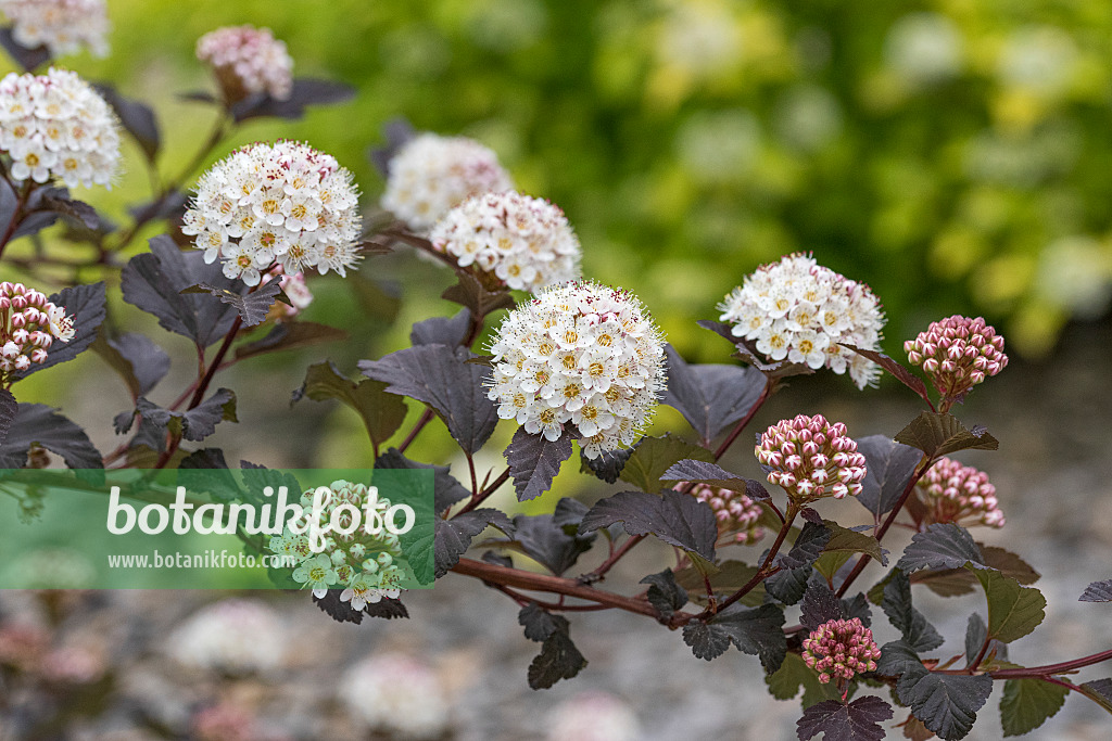 625309 - Physocarpe à feuilles d'Obier (Physocarpus opulifolius 'Diabolo')