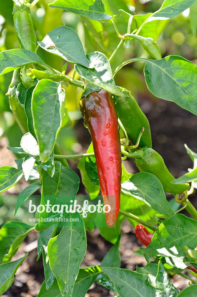 487279 - Piment (Capsicum annuum 'Cayenne')