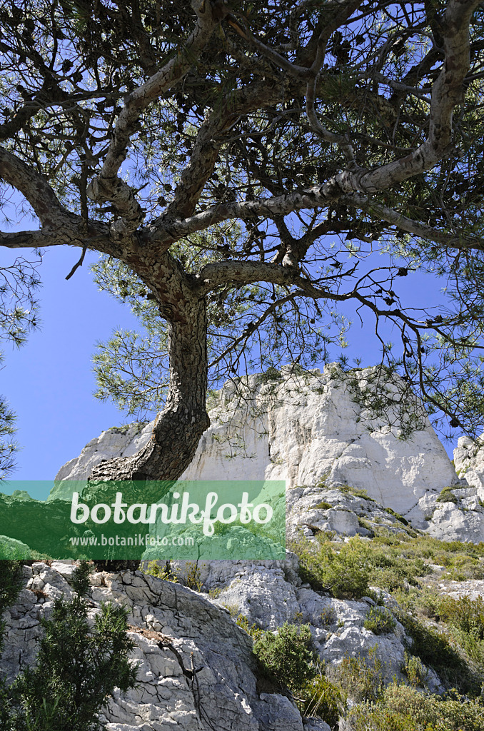 533163 - Pin blanc de Provence (Pinus halepensis), parc national des Calanques, France