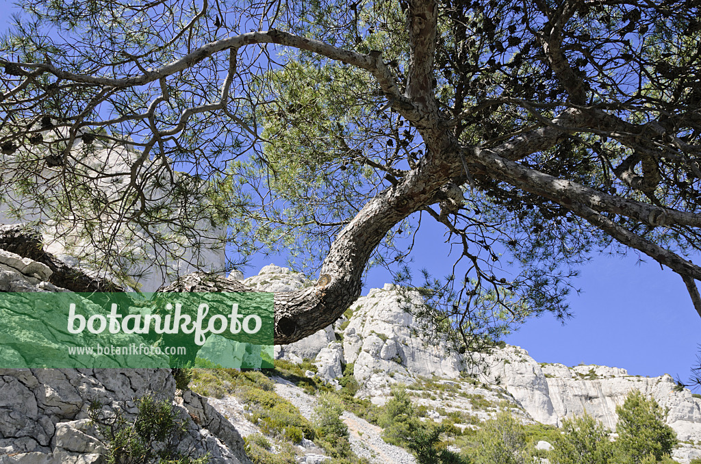 533164 - Pin blanc de Provence (Pinus halepensis), parc national des Calanques, France