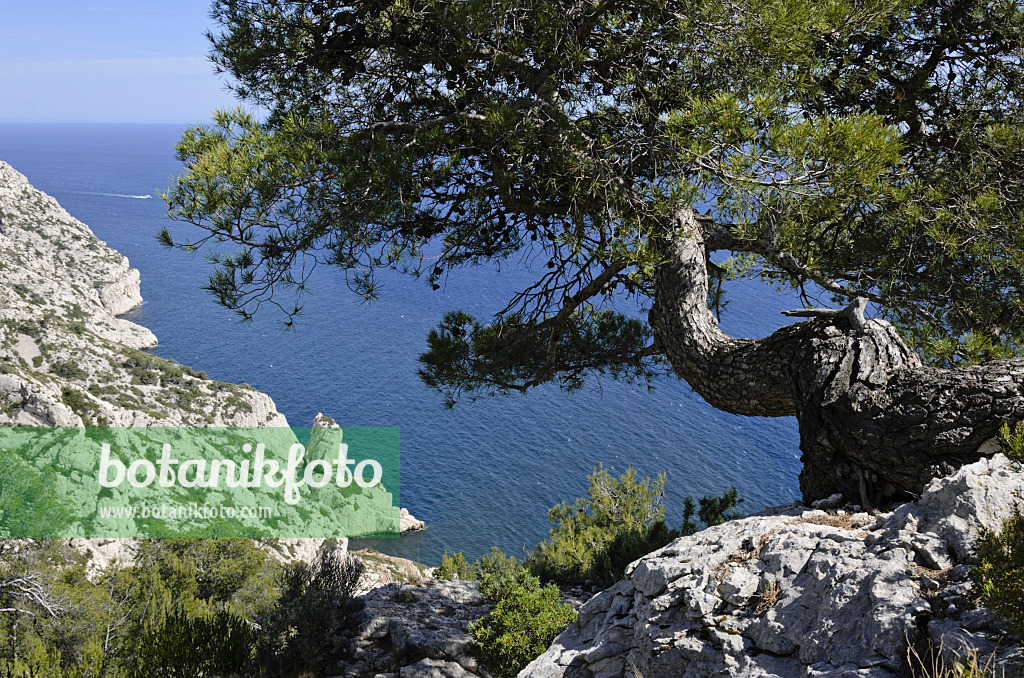 533165 - Pin blanc de Provence (Pinus halepensis), parc national des Calanques, France