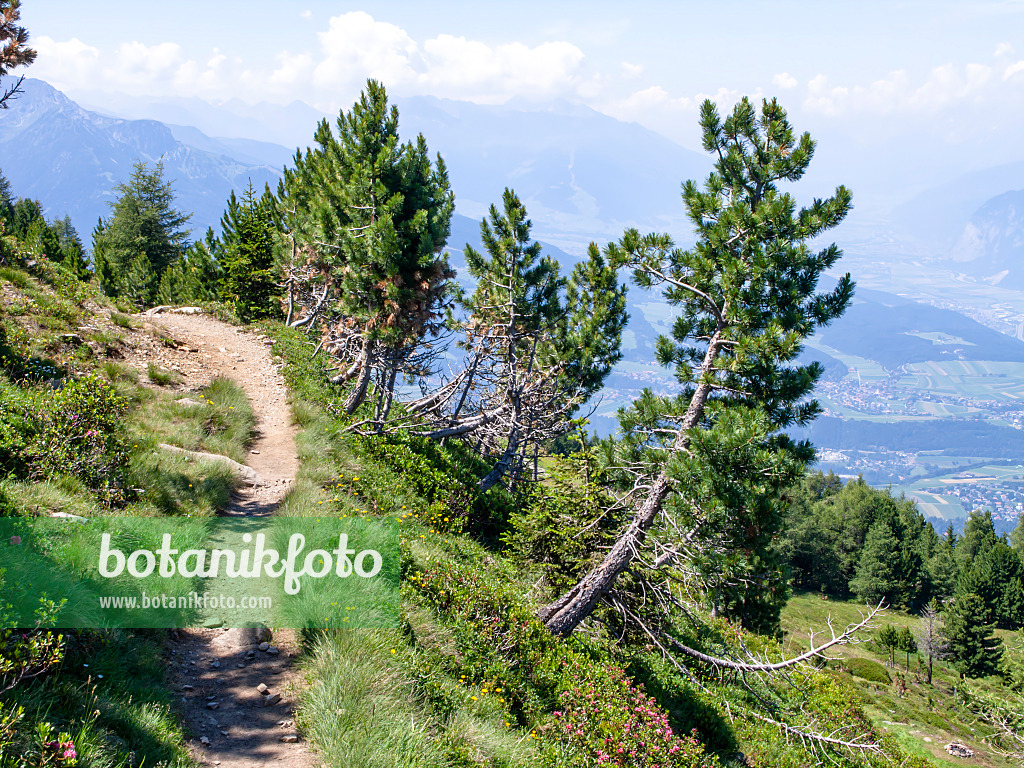 439325 - Pin cembro (Pinus cembra), Patscherkofel, Innsbruck, Autriche