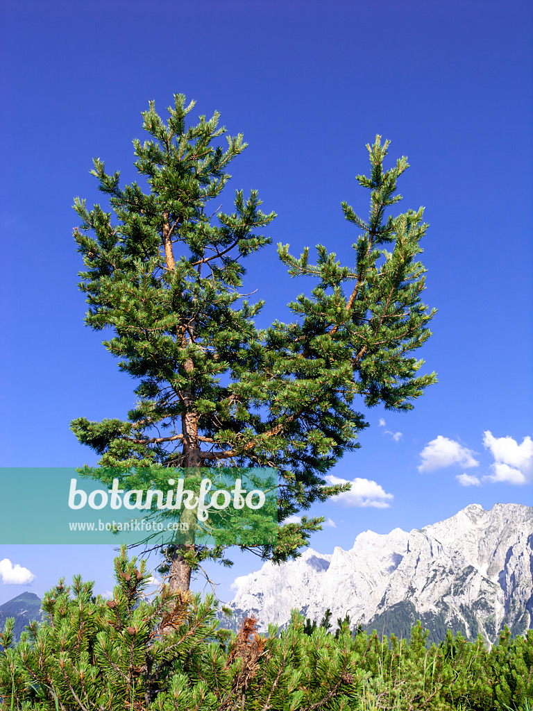 439225 - Pin cembro (Pinus cembra), réserve naturelle de Kaisergebirge, Autriche