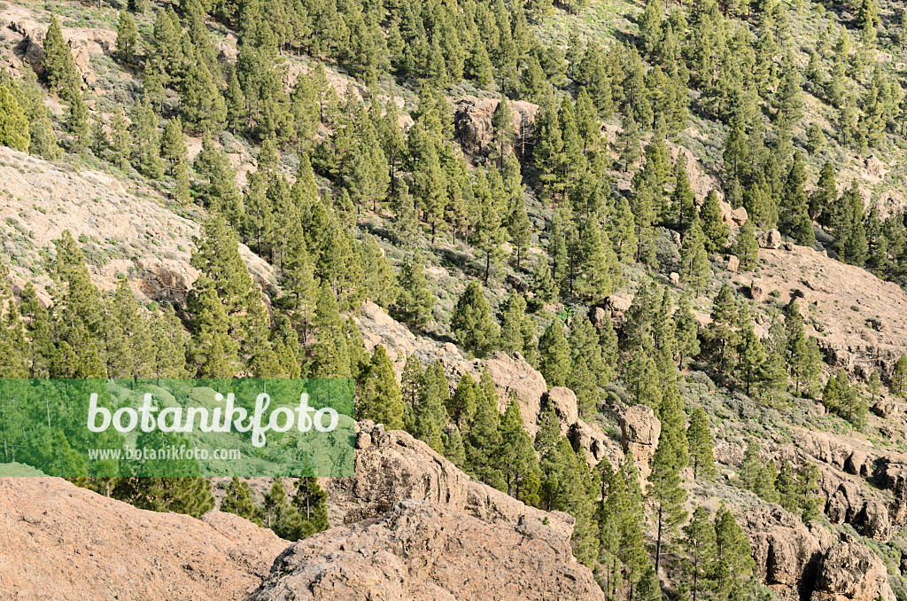 564185 - Pin des Canaries (Pinus canariensis) chez Pico de las Nieves, Gran Canaria, Espagne