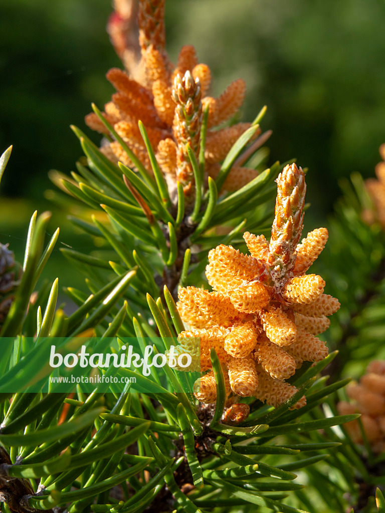 437361 - Pin gris (Pinus banksiana)