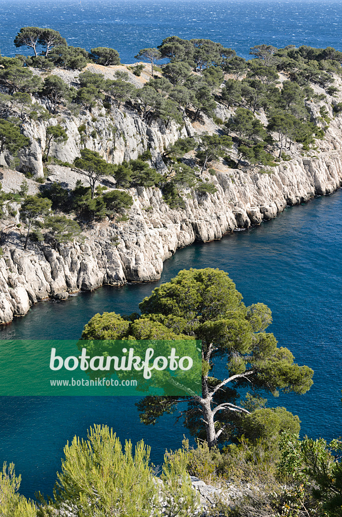 533193 - Pins blancs de Provence (Pinus halepensis) à  la calanque de Port-Pin, parc national des Calanques, France