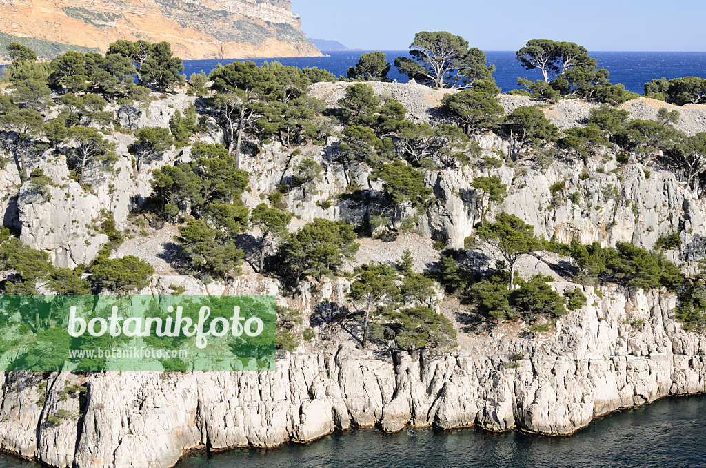 533201 - Pins blancs de Provence (Pinus halepensis) à  la calanque de Port-Pin, parc national des Calanques, France