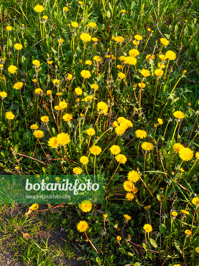 459045 - Pissenlit commun (Taraxacum officinale)