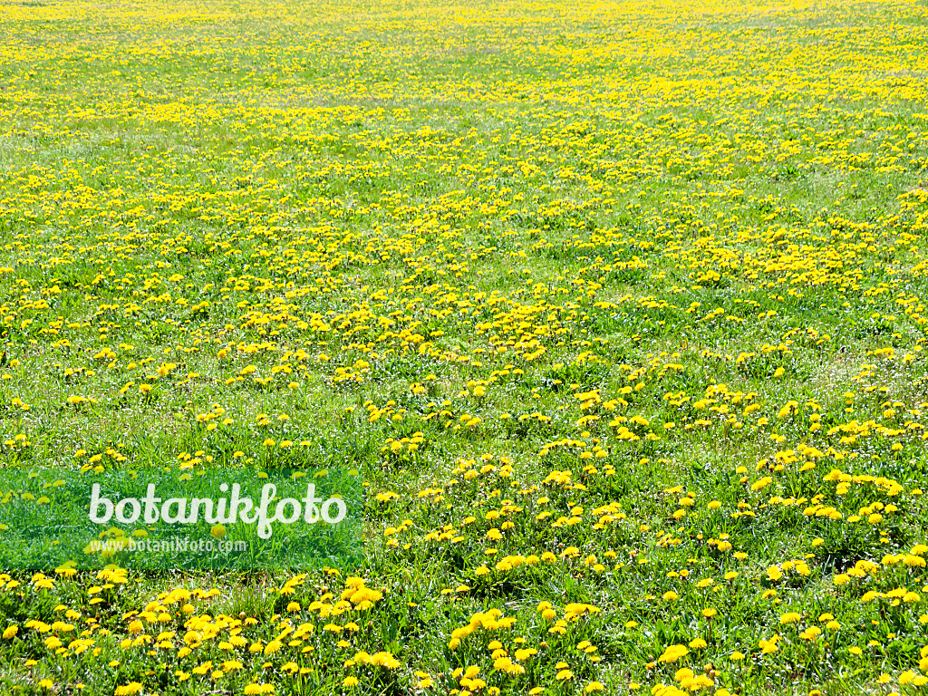 483357 - Pissenlit commun (Taraxacum officinale)