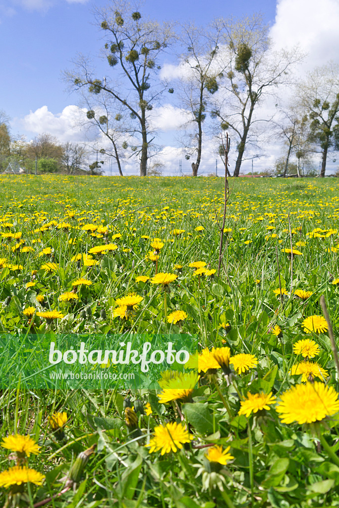 556078 - Pissenlit commun (Taraxacum officinale)