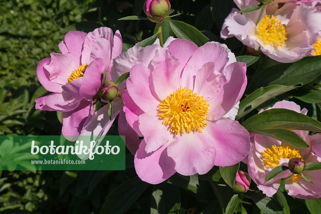 608130 - Pivoine de Chine (Paeonia lactiflora 'Felix Crousse')