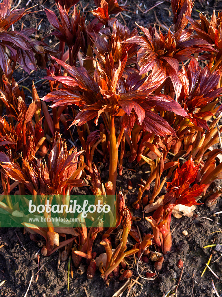 458011 - Pivoine de l’Himalaya (Paeonia emodi)