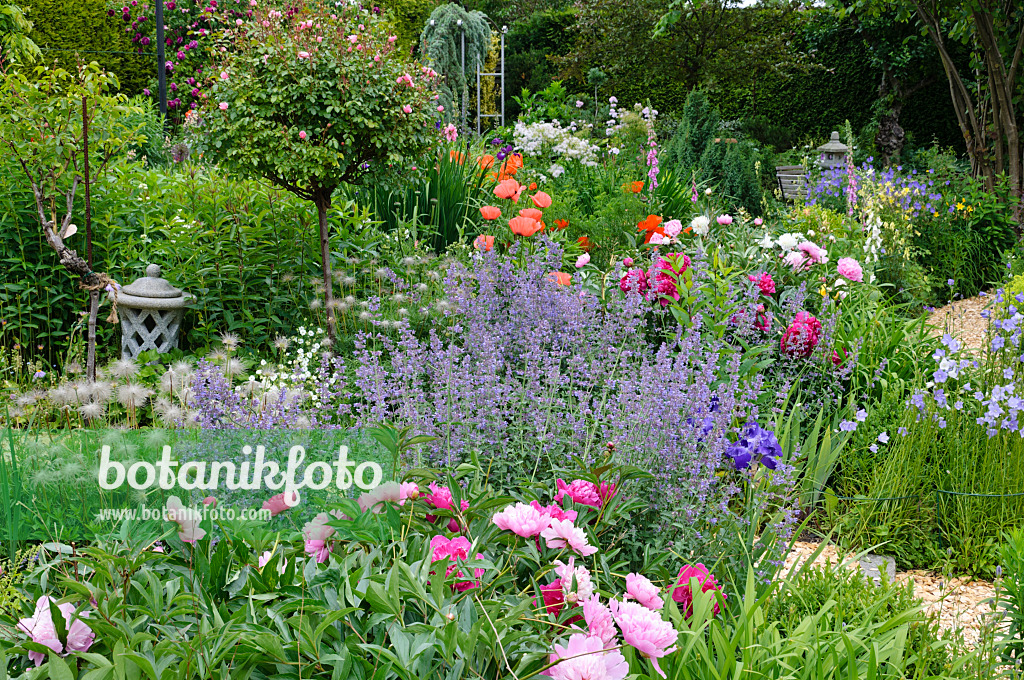 473064 - Pivoines (Paeonia), menthes aux chats (Nepeta), pavots d'Orient (Papaver orientale) et rosiers (Rosa)