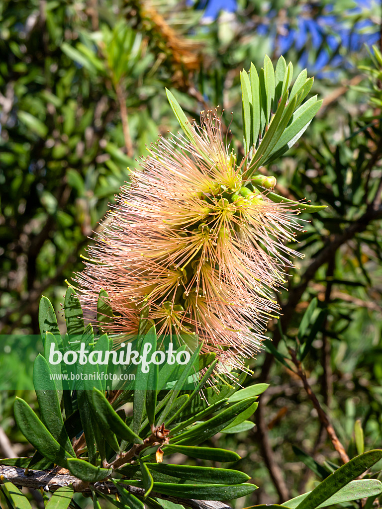 455383 - Plante goupillon (Callistemon Bronze Wing)