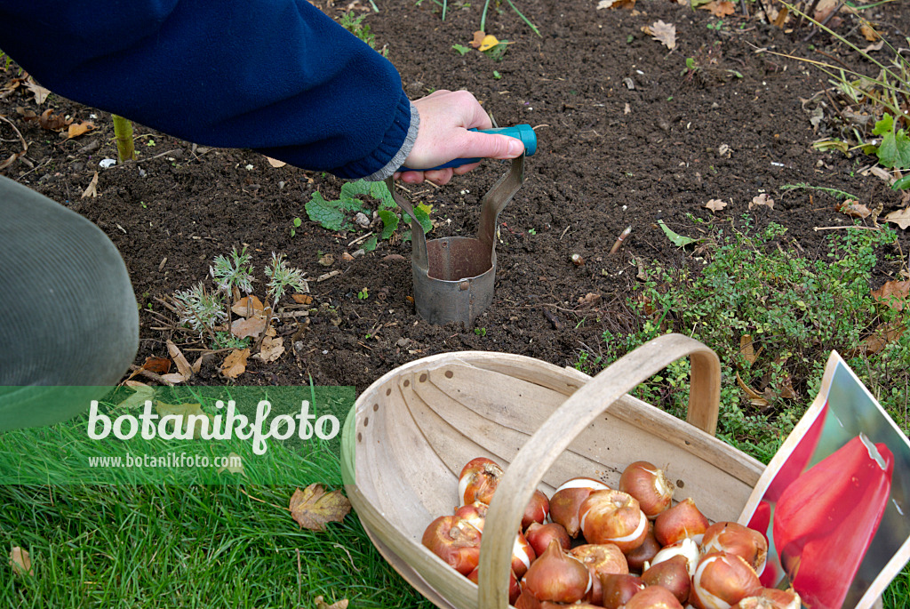 463088 - Planter des bulbes de tulipe (2)