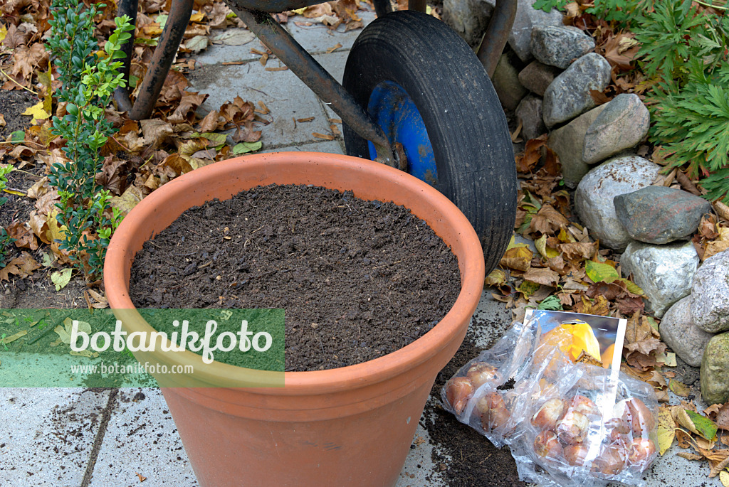 463093 - Planter des bulbes de tulipe dans un pot de fleurs (4)