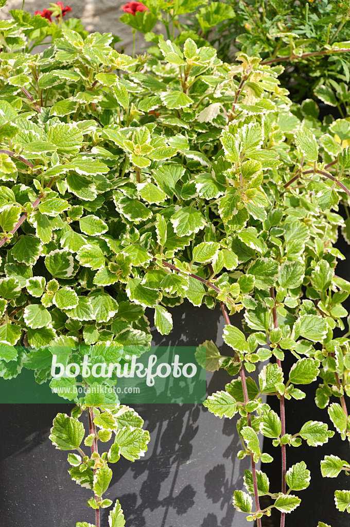 487060 - Plectranthus à feuilles panachées (Plectranthus forsteri syn. Plectranthus coleoides)