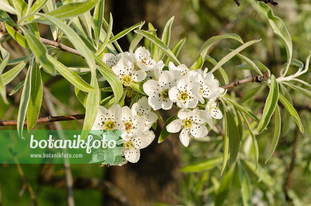 483353 - Poirier à feuilles de saule (Pyrus salicifolia 'Pendula')