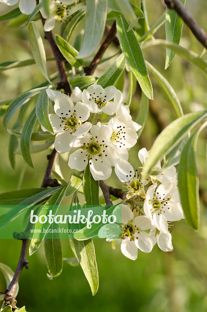 483354 - Poirier à feuilles de saule (Pyrus salicifolia 'Pendula')