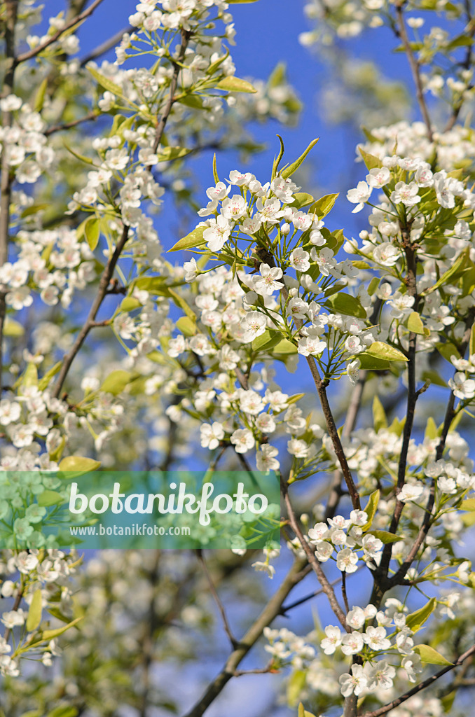 543037 - Poirier de Chine (Pyrus calleryana)