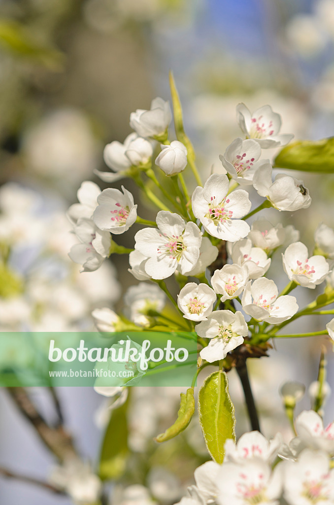 543038 - Poirier de Chine (Pyrus calleryana)