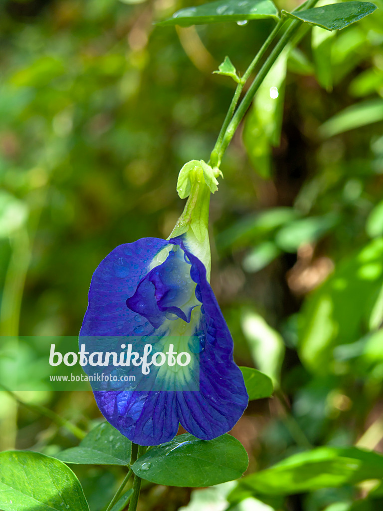 434292 - Pois bleu (Clitoria ternatea)