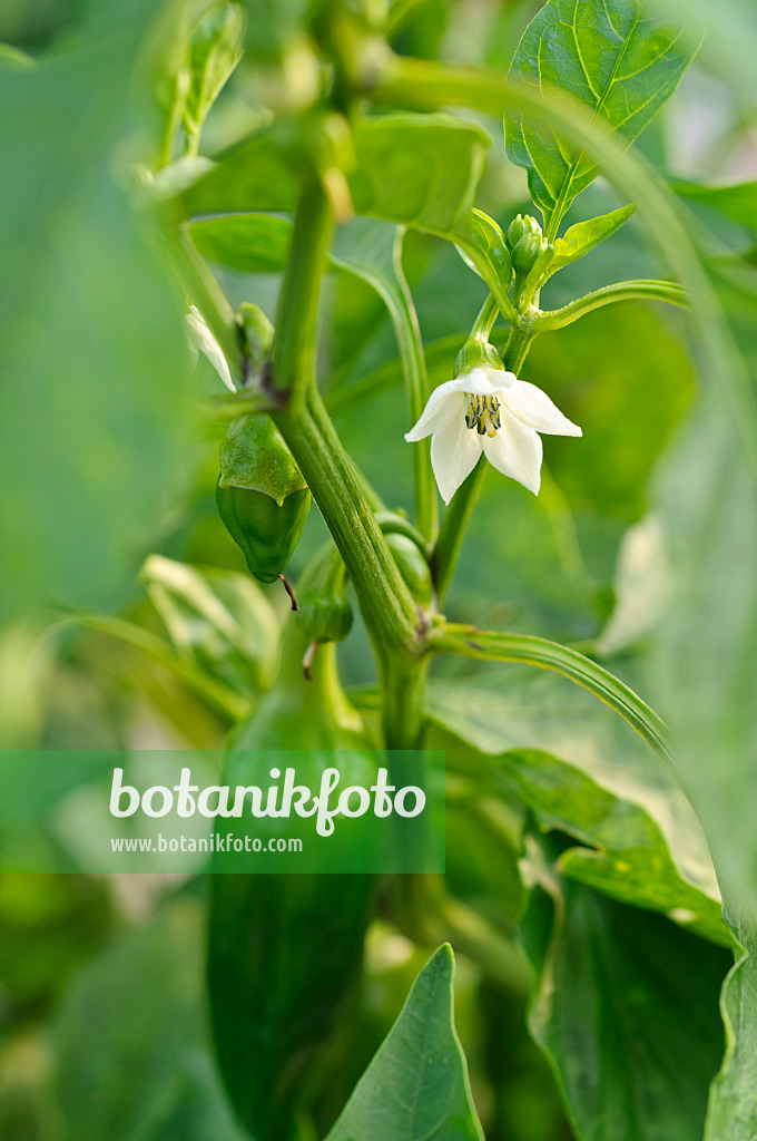 476063 - Poivron (Capsicum annuum 'Palladio')