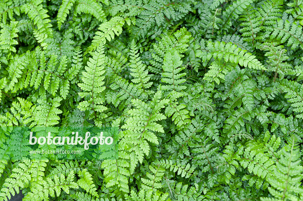 625319 - Polystic du Japon (Polystichum polyblepharum)