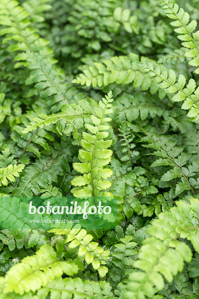 625320 - Polystic du Japon (Polystichum polyblepharum)