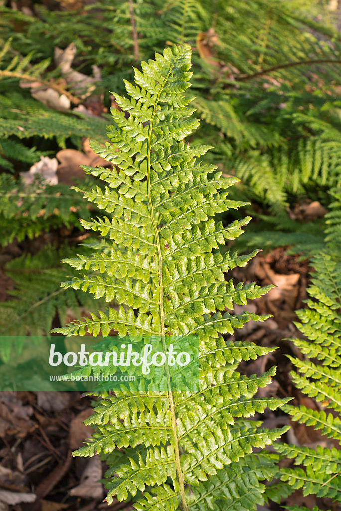 576016 - Polystique de Braun (Polystichum braunii)