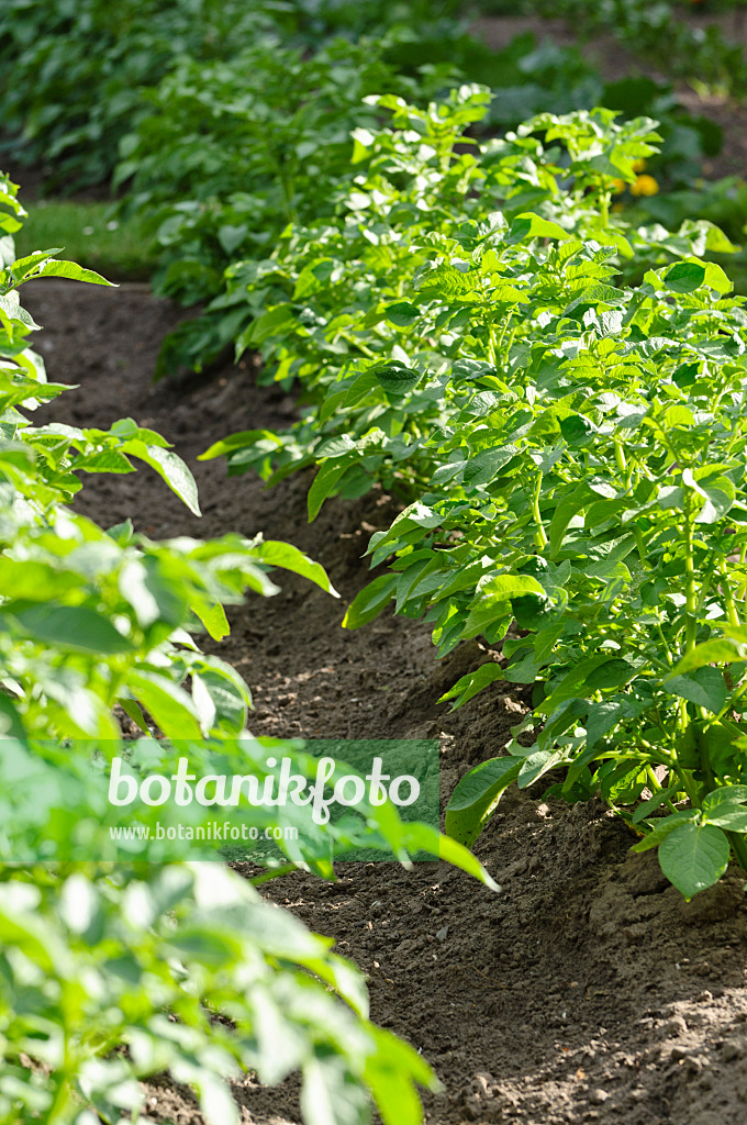 485118 - Pomme de terre (Solanum tuberosum)