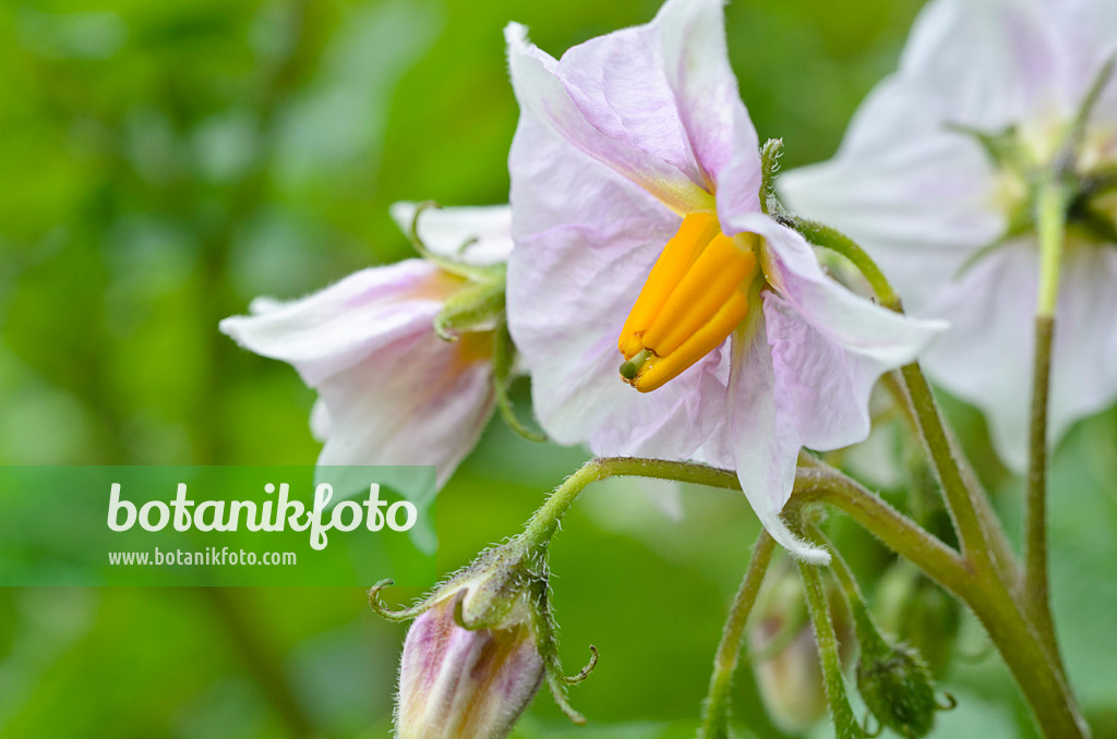 498332 - Pomme de terre (Solanum tuberosum)