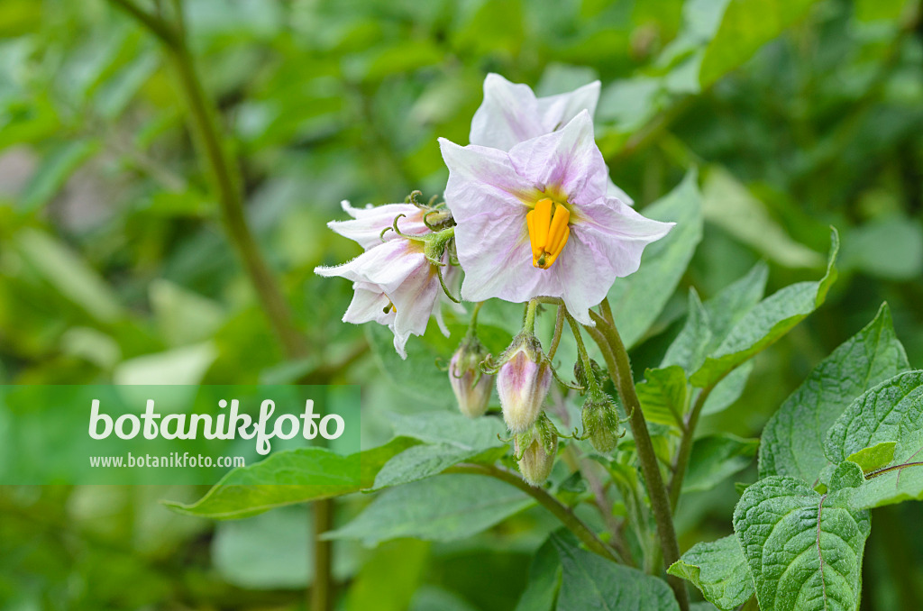 498333 - Pomme de terre (Solanum tuberosum)