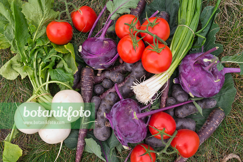 576010 - Pommes de terre (Solanum tuberosum 'Violetta'), carottes (Daucus carota subsp. sativus), choux-raves (Brassica oleracea var. gongyloides) et tomates (Lycopersicon esculentum)