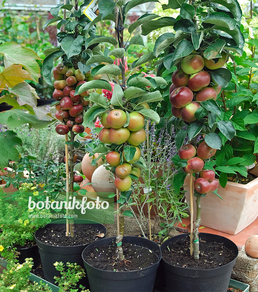 454030 - Pommier colonnaire (Malus x domestica 'Ballerina')